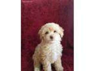Mutt Puppy for sale in Breeding, KY, USA