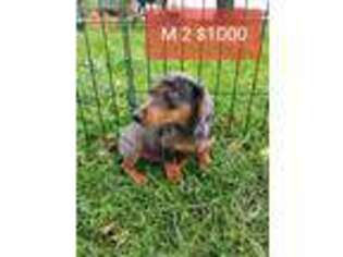 Dachshund Puppy for sale in Fall River, WI, USA
