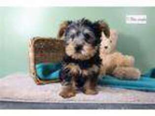 Yorkshire Terrier Puppy for sale in Fort Wayne, IN, USA