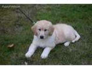 Golden Retriever Puppy for sale in Salem, OR, USA