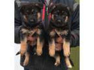 German Shepherd Dog Puppy for sale in Roscommon, MI, USA
