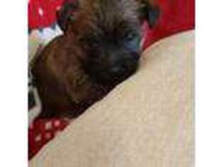 Cairn Terrier Puppy for sale in Centerville, TX, USA