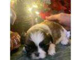 Mutt Puppy for sale in Chipley, FL, USA