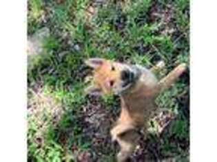 Shiba Inu Puppy for sale in Merritt Island, FL, USA