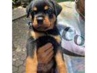 Rottweiler Puppy for sale in Miramar, FL, USA