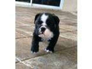 Bulldog Puppy for sale in Parrish, FL, USA