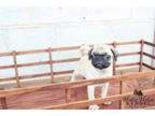 Pug Puppy for sale in Mount Crawford, VA, USA