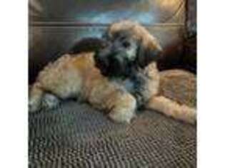 Mutt Puppy for sale in Ranburne, AL, USA