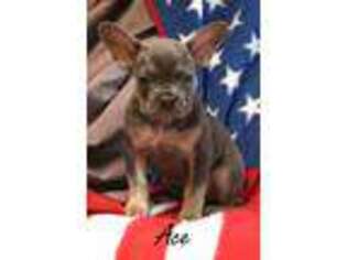French Bulldog Puppy for sale in Goldendale, WA, USA