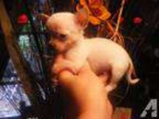 Chihuahua Puppy for sale in KEYSER, WV, USA