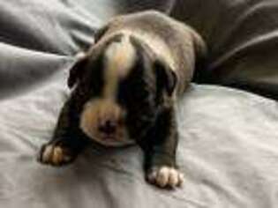 Boxer Puppy for sale in Taylors, SC, USA