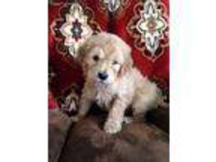 Goldendoodle Puppy for sale in Soap Lake, WA, USA