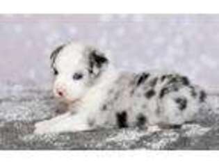 Miniature Australian Shepherd Puppy for sale in Stigler, OK, USA