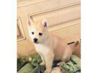 Mutt Puppy for sale in Coffey, MO, USA