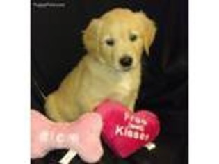 Golden Retriever Puppy for sale in Sylvester, GA, USA