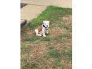 Olde English Bulldogge Puppy for sale in Saint Peters, MO, USA