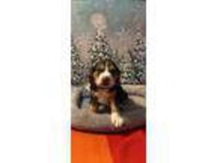 Beagle Puppy for sale in Tewksbury, MA, USA