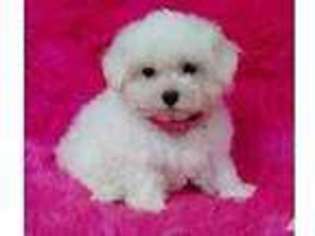 Maltese Puppy for sale in THE DALLES, OR, USA