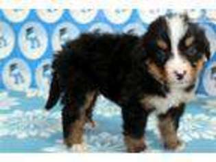 Bernese Mountain Dog Puppy for sale in Indianapolis, IN, USA