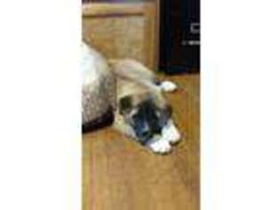 Akita Puppy for sale in Mascoutah, IL, USA