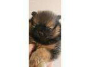Pomeranian Puppy for sale in Sharpsburg, GA, USA