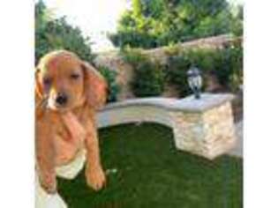 Dachshund Puppy for sale in Irvine, CA, USA
