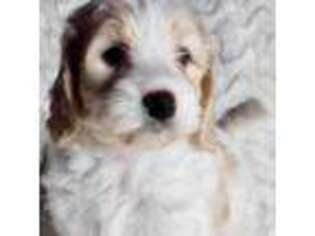 Mutt Puppy for sale in Lake Stevens, WA, USA