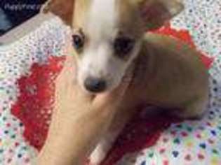 Rat Terrier Puppy for sale in Archer, FL, USA