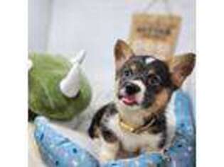 Pembroke Welsh Corgi Puppy for sale in San Diego, CA, USA