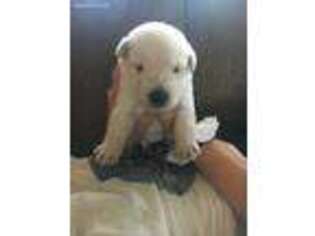Scottish Terrier Puppy for sale in Wapella, IL, USA