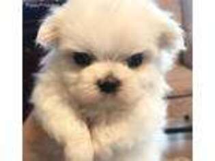 Maltese Puppy for sale in Mobile, AL, USA