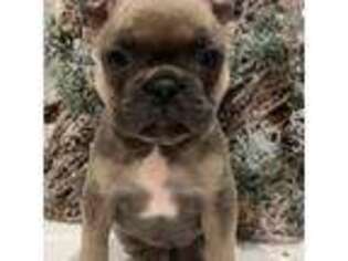 French Bulldog Puppy for sale in Powell, OH, USA