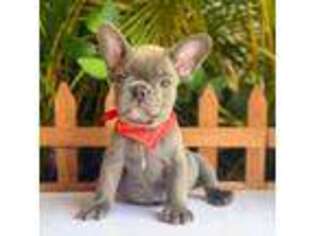 French Bulldog Puppy for sale in East Boston, MA, USA