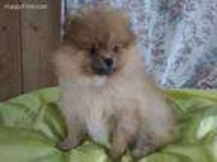 Pomeranian Puppy for sale in Loyal, WI, USA