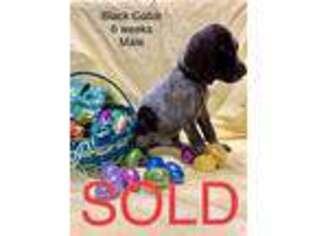 German Shorthaired Pointer Puppy for sale in Visalia, CA, USA
