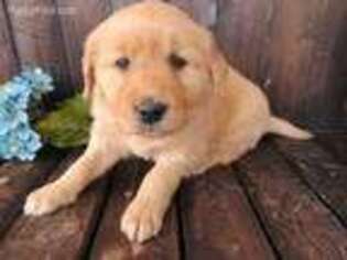 Golden Retriever Puppy for sale in Greenwich, OH, USA