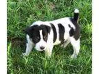 Rat Terrier Puppy for sale in Fort Pierre, SD, USA