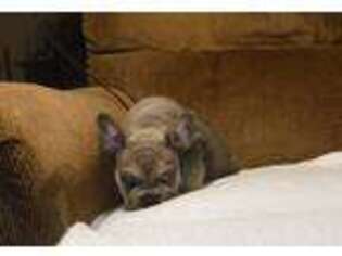 French Bulldog Puppy for sale in Siloam Springs, AR, USA