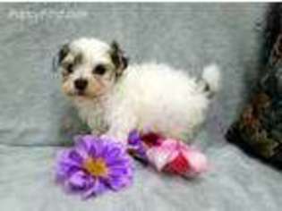 Yorkshire Terrier Puppy for sale in Harrington, DE, USA