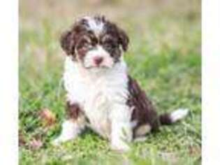 Mutt Puppy for sale in Fairland, OK, USA