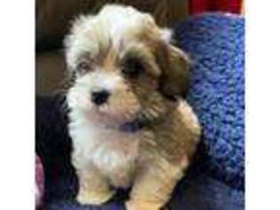 Havanese Puppy for sale in Factoryville, PA, USA