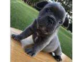 French Bulldog Puppy for sale in Greenville, KY, USA