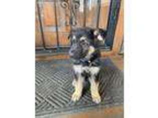 German Shepherd Dog Puppy for sale in Franklin, PA, USA