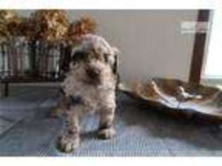 Goldendoodle Puppy for sale in Kalamazoo, MI, USA