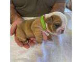Bulldog Puppy for sale in Pittsburg, KS, USA