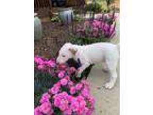 Bull Terrier Puppy for sale in Grant, AL, USA