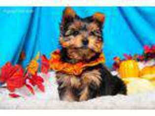 Yorkshire Terrier Puppy for sale in Metuchen, NJ, USA
