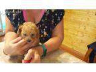 Mutt Puppy for sale in Iaeger, WV, USA