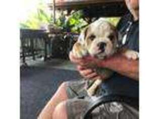 Bulldog Puppy for sale in Harrodsburg, KY, USA