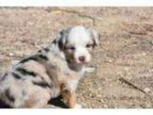 Miniature Australian Shepherd Puppy for sale in Rocky Ford, CO, USA